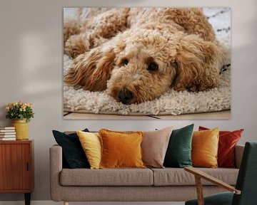 Golden Doodle van Michael Ruland