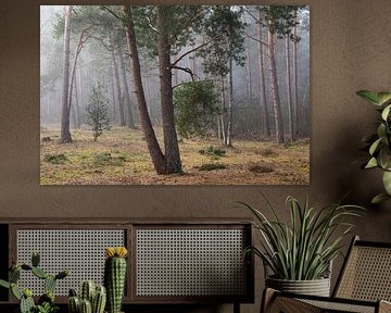 Kiefer im Nebel, Utrechtse Heuvelrug, Niederlande von Sjaak den Breeje