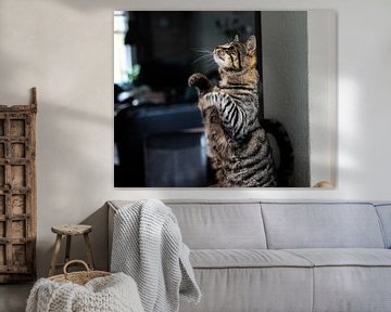 Een grijze kat met zwarte strepen en iets rode gloed dat staat op zijn krabpaal op dierendag van JGL Market