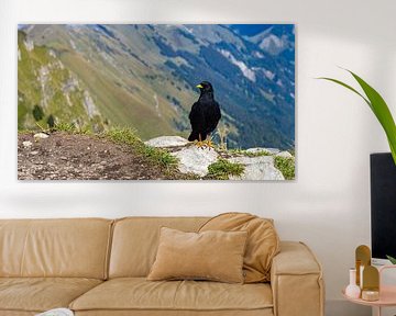 Zwarte vogel op Suggiture bij Interlaken in Zwitserland