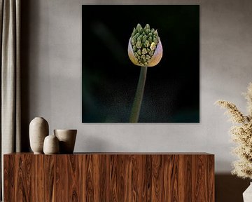 Aufkeimende Allium in zartem Grün von Chantal Koster