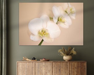 Witte orchidee met zachte achtergrond van Christian Peters