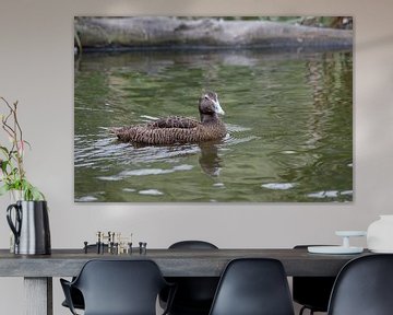 Eider duck by Joop Kalshoven