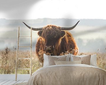 Schotse Hooglander in de herfst