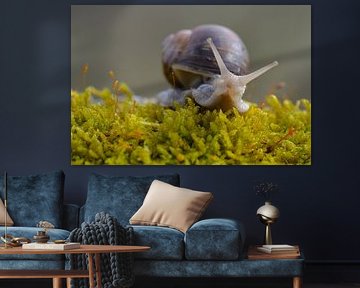 Roman snail