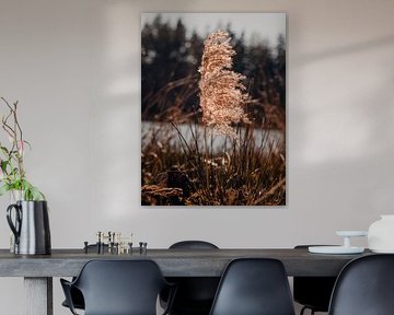 Ornamental grass shades of brown