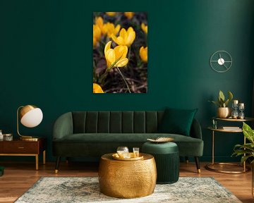 Gele krokussen ( bloemen) macro van By Karin