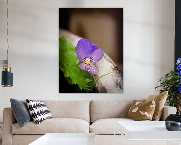Dauwdruppels op paars viooltje van Alleydam