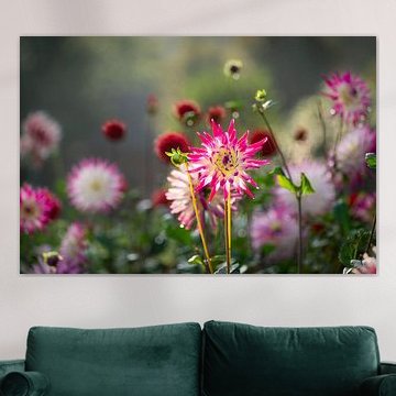 Dahlia tuin in tegenlicht