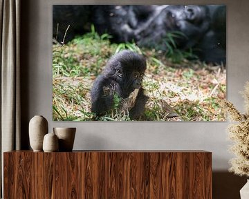 Baby gorilla