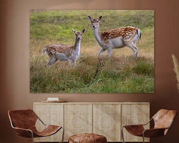 Damherten in de duinen van Margreet Frowijn