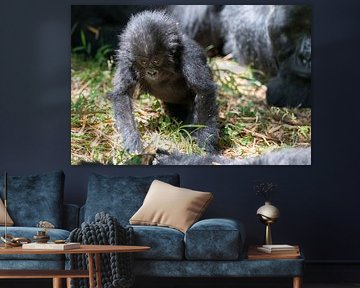 Baby gorilla imitates his father