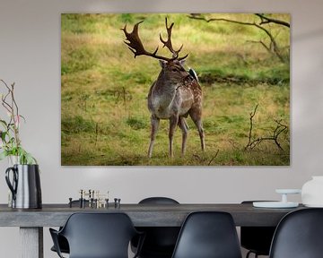 Looking up fallow deer by Margreet Frowijn