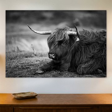 Hochlandkuh, Kennermerdünen, Haarlem, NL