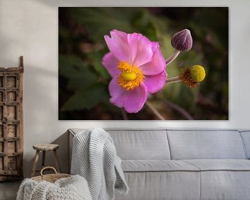 Bloem macro