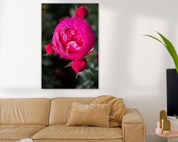 Fuchsia roos van By Karin