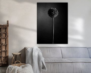 Allium - Ornamental onion /Look in black and white by Mariska Vereijken