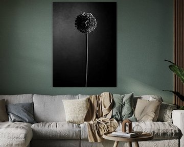 Allium - Zierzwiebel /Look in schwarz und weiß von Mariska Vereijken