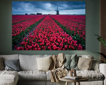 Tulips by Martijn van der Meulen
