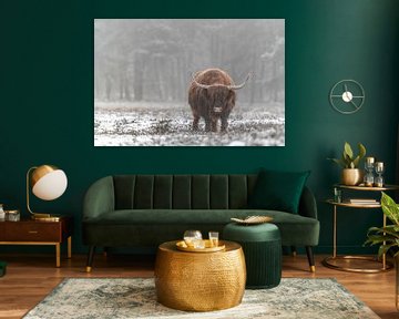 Scottish Highland cattle in the snow by Sjoerd van der Wal Photography