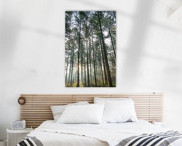 Autumn forest on the Veluwe with soft evening light. by Christa Stroo photography