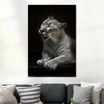 Poema gespleten mond ligt, krachtige poten naar voren gele ogen rode tong ligt, zwarte achtergrond