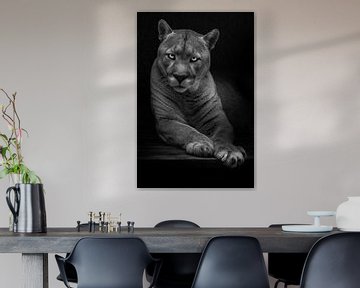 Die Frage ist in den Augen eines trägen weiblichen Puma, gefährlich und schön in der Dunkelheit, sch von Michael Semenov