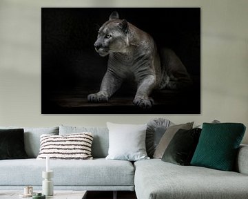 Rises carrying danger beauty and strength in cats cougar, black background by Michael Semenov