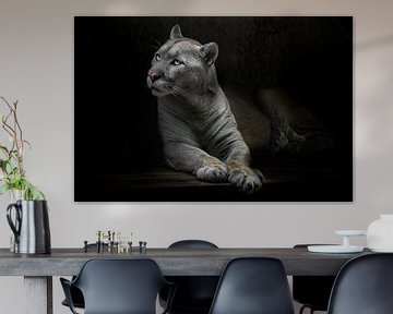 Een slanke poema kat met gelige vacht stelt een vraag met ogen die oplichten in het donker, zwarte a