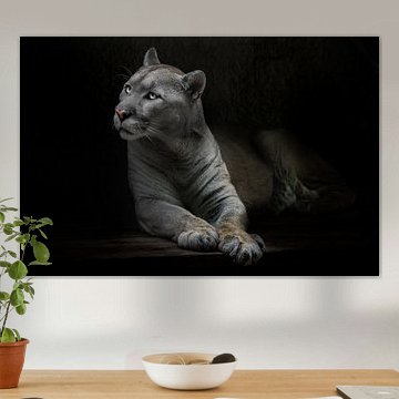 Eine schlanke Pumakatze mit gelblichem Fell stellt eine Frage mit im Dunkeln leuchtenden Augen, schw von Michael Semenov