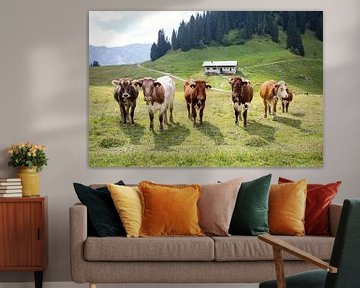 Un mélange coloré - le bétail des Alpes sur kuh-bilder.de