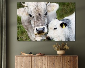 Vache alpine avec veau en gros plan sur kuh-bilder.de