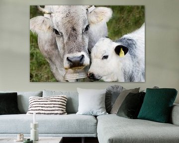 Vache alpine avec veau en gros plan sur kuh-bilder.de