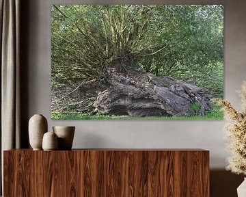 Vingerhoedskruid (Salix viminalis) aan de Nederrijn van Peter Eckert