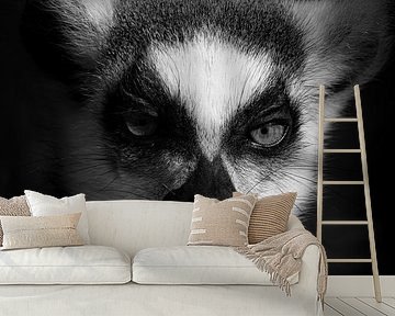 Lemur 'Kontemplation' von Foto Studio Labie