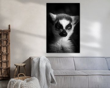 Lemur 'Kontemplation' von Foto Studio Labie