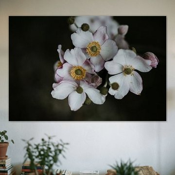 Close up photo of pink flowers | Amsterdam, Holland