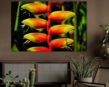 Kleurrijke bloem van de heliconia valse paradijsvogelbloem van Dieter Walther