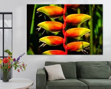 Kleurrijke bloem van de heliconia valse paradijsvogelbloem van Dieter Walther