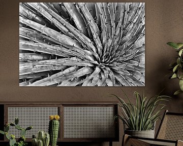 Ecuadorian bromelia, black&white by Karsten van Dam