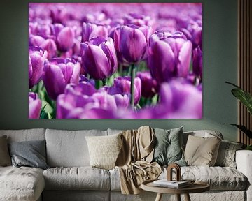 Tulpen van PvdH Fotografie