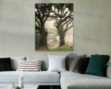 Fanalwald mit 500 Jahre alten Bäumen von Edwin Kooren