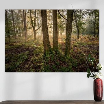 Sunrise in an old oak forest
