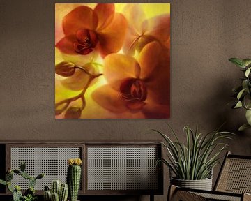 Orchideeën - stralend in goud en roze