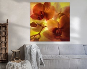 Orchideeën - stralend in goud en roze van Annette Schmucker