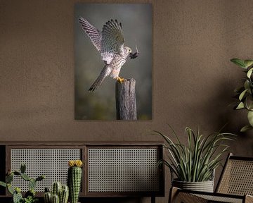 kestrel by Andy van der Steen - Fotografie