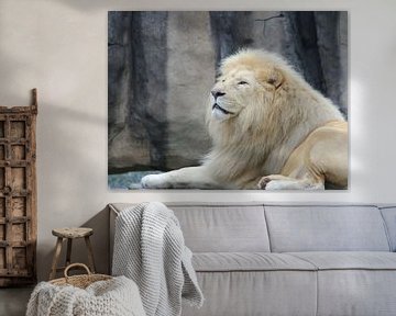 Witte leeuw van Jose Lok