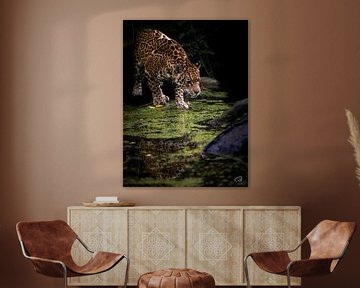 Dieren Jaguar, luipaard van Remco Rust