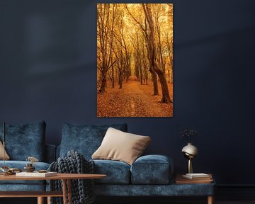 Path through an autumn beech tree forest in the Veluwezoom by Sjoerd van der Wal Photography