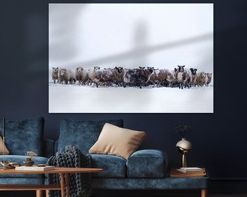 Flock of sheep standing in a meadow in the snow during winter by Sjoerd van der Wal